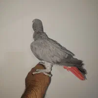 طوطی کاسکو نر سخنگو رام 2 ساله|پرنده|تهران, کیانشهر|دیوار