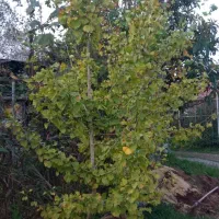 ژینگو جینگو