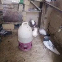 کبوتر یجا