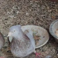 کفتر کله