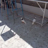 منیخ ولایت 27|پرنده|خرمشهر, |دیوار