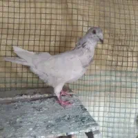 کفتر سار و سیندق