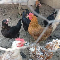 مرغ بومی