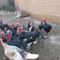 بوقلمون|حیوانات مزرعه|جعفرآباد, |دیوار