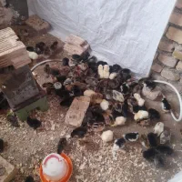 جوجه رنگی رسمی