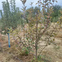 خدمات درختان میوه|خدمات باغبانی و درختکاری|اراک, |دیوار