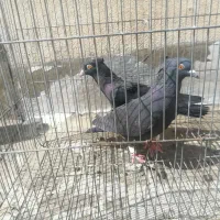 کبوتر