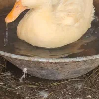 ۴ عدد اردک ۶ ماهه تخم گذار