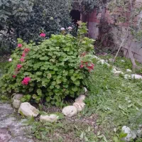 فروش زمین ـباغ