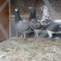 پلاکی آلمانی