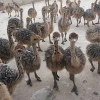 شترمرغ ومرغ خروس نژاد دار عمده|حیوانات مزرعه|رشت, منظریه|دیوار