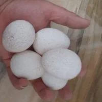 بوقلمون بالغ تخمگذار برنز و بوربون