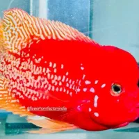 ویجا سوپر رد سینسپیلوم(هیبرید با رد مانکی)