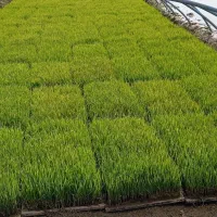 باکس تیم (خزانه هاشمی)