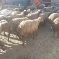 میش ابستن|حیوانات مزرعه|صحنه, |دیوار