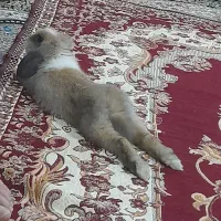 خرگوش لپ اروم دستی