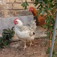 مرغ  سالم و سرحال|حیوانات مزرعه|شیراز, کرونی(خاتونک)|دیوار