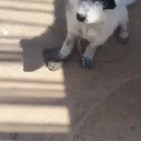 کینگ تریر مفت مفت 2تومان