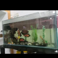 آکواریوم با کل وسایل