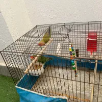 طوطی برزیلی|پرنده|رشت, دخانیات|دیوار