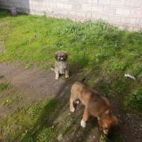 واگذاری توله سرابی اصیل|سگ|رشت, حومه رشت|دیوار