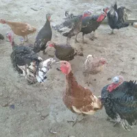 بقلمون نر و ماده