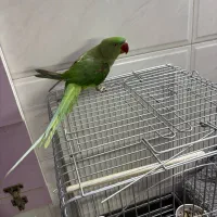 شاه طوطی ،سهره،قناری|پرنده|کرج, کمال‌شهر|دیوار