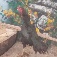 خروس لاری چند عددنژاد دار