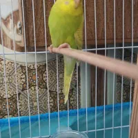 مر غ عشـق|پرنده|چابهار, |دیوار