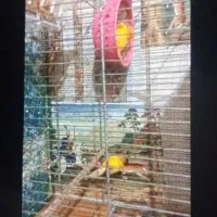 یک جفت قناری تا الان سه تا تجم گذاشته