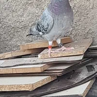 کبوتر گرفتنی پلاکی ماده معاوضه با کفتر معمولی|پرنده|قم, ولیعصر|دیوار
