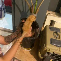 گربه دو ماهه|گربه|بندرعباس, |دیوار