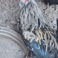 خروس گلین