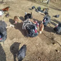 فروش|حیوانات مزرعه|خاوه, |دیوار