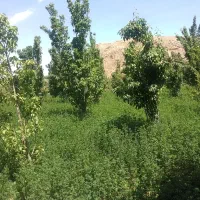 باغ فروشی|فروش دفتر صنعتی، کشاورزی، تجاری|مشهد, کارده|دیوار