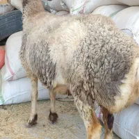 میش افشار پلنگی و هترو2تا ابستن سنگین دوقولوزا