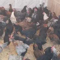 بزرگ ترین حراج جوجه مرغ خروس در شیراز  ارسال رایگا|حیوانات مزرعه|شیراز, قلعه نو|دیوار