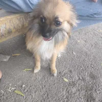 سگ پامر روباهی|سگ|بندرعباس, |دیوار