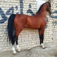 اسب نریان ۵نشون