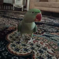 شاه طوطی