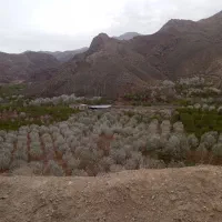 عسل صد درصد طبیعی به شرط|خوردنی و آشامیدنی|طبس, |دیوار