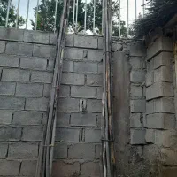 چوب گردو تکونی یا مته گردو تکونی|گل و گیاه طبیعی|شیراز, فرهنگ شهر|دیوار