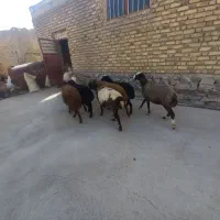بره ماده شال