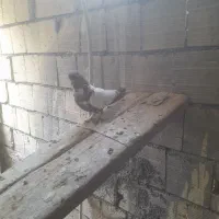 کبوتر
