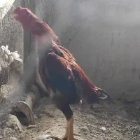 مرغ خروس جوجه