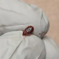شرکت خدمات سمپاشی خانگی رستوران سم پاشی ساس