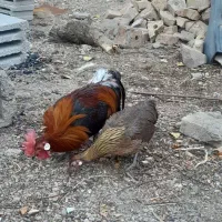 فروش مرغ فونیکس طلایی