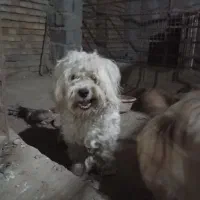 واگذاری سگ شیتزو پودل نر|سگ|کلاله, |دیوار