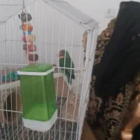 طوطی برزیلی