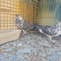 کبوتر پرشی تیرماهی|پرنده|خمینیشهر, |دیوار